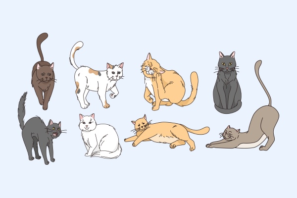 variety of cats animals concept