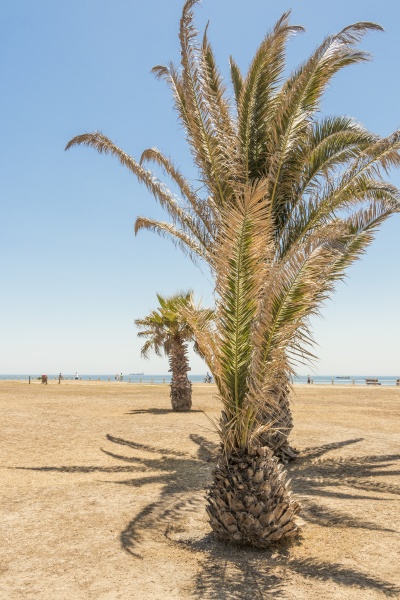 palms palm tree sea point