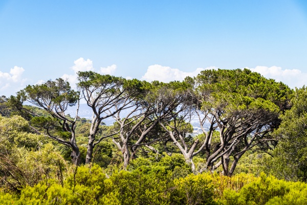 huge south african trees in kirstenbosch