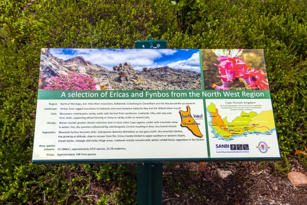 fynbos and ericas green turquoise information