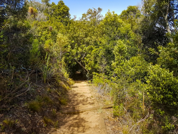 trail walking path in forest of