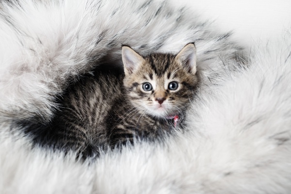 kitten on fur blanket