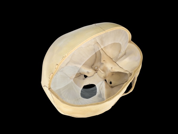 human skull transversal cross section view