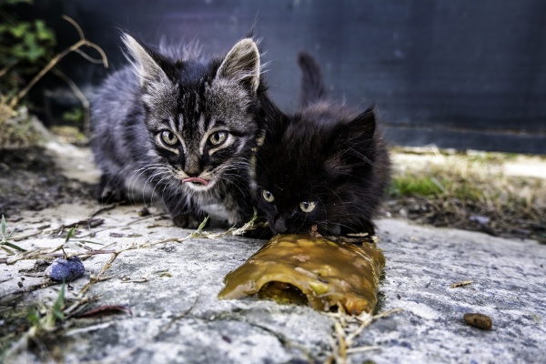 street abandoned cats