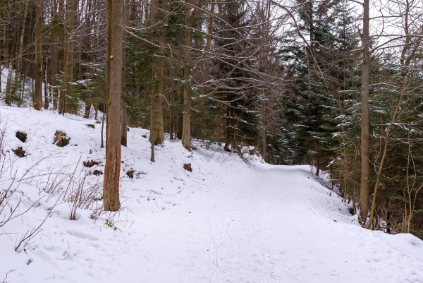 winter view of forest path