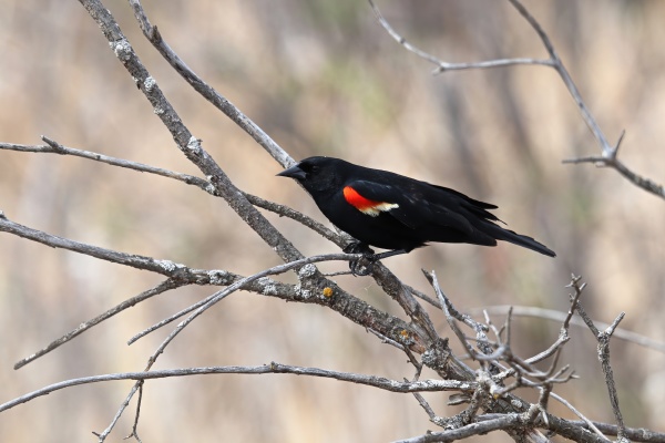 a male redwinged blackbird sits on