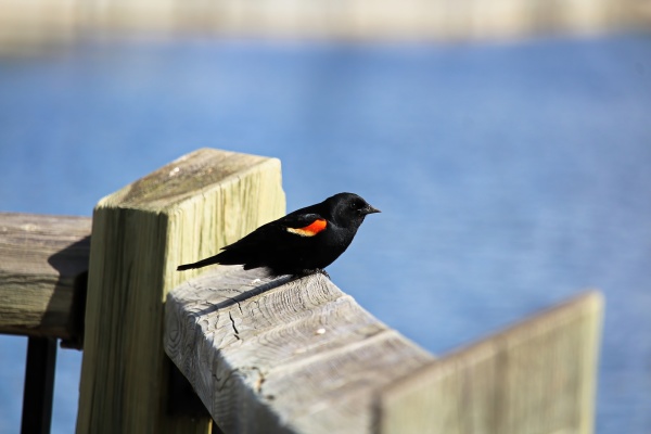 a redwinged blackbird sits on a