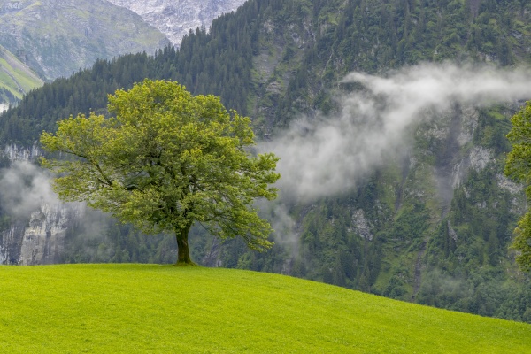 lonely trees in countryside swiss