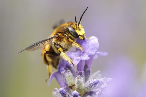 close up of honey bee gathering
