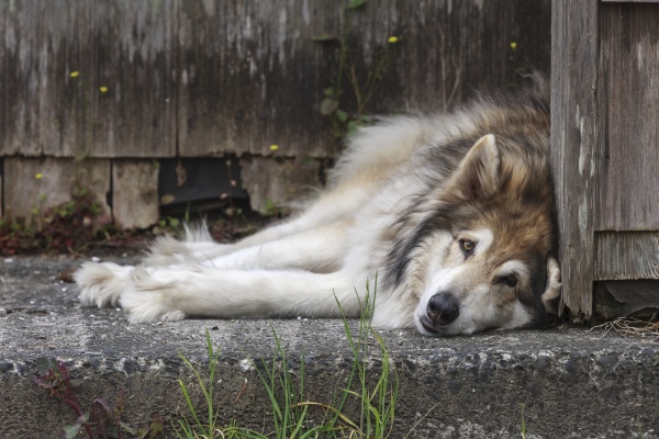 husky dog laying by the house