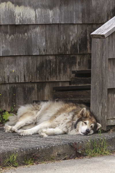 dog rests by the steps of
