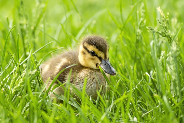 mallard duckling in grass in spokane