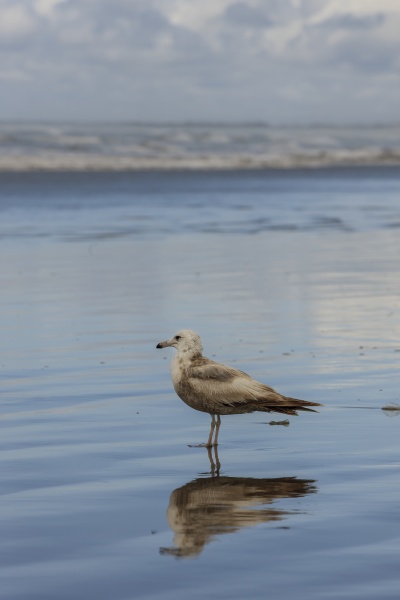 ring billed gull at the pacific