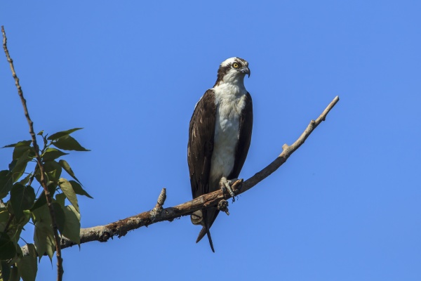 osprey perched on tree branch