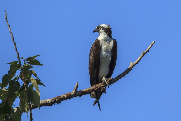 osprey on branch looks to the