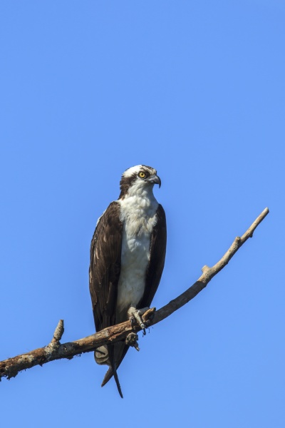 alert osprey on branch