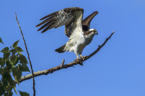 osprey flying off from branch