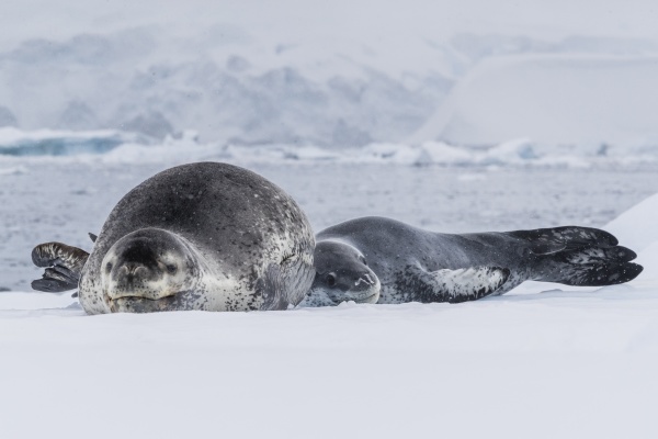 a mother leopard seal hydrurga