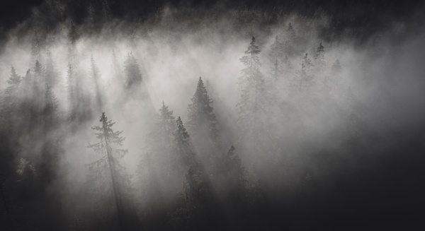dense fog covering the trees of