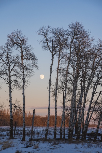 full moon and aspen grove during