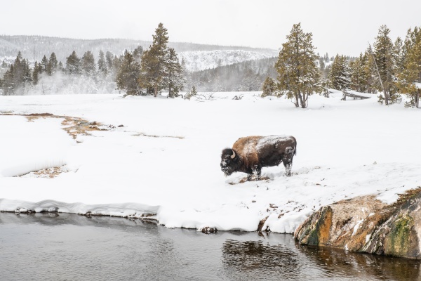 snow covered bison bison biso