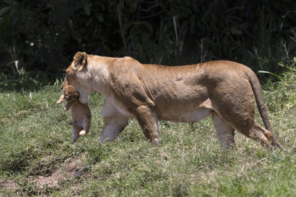 lioness panthera leo in
