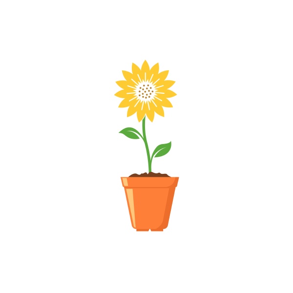 sunflower growing in pot icon vector