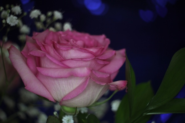 soft pink rose on bokeh background