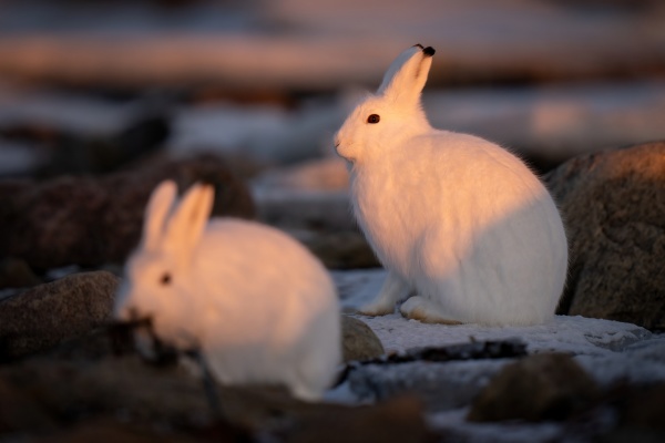 arctic hare sits by another at