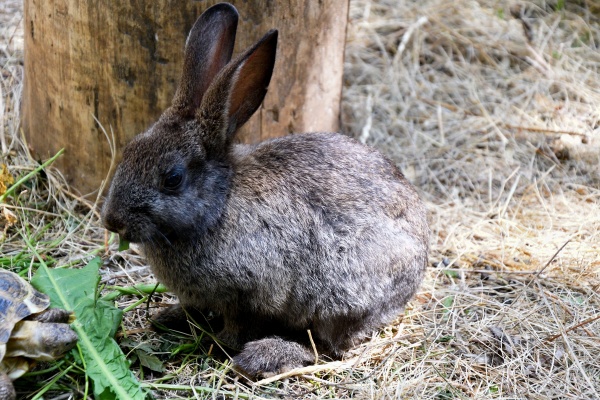 rabbit on the farm