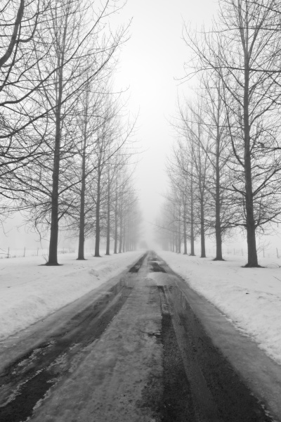 tree lined country lane in winter