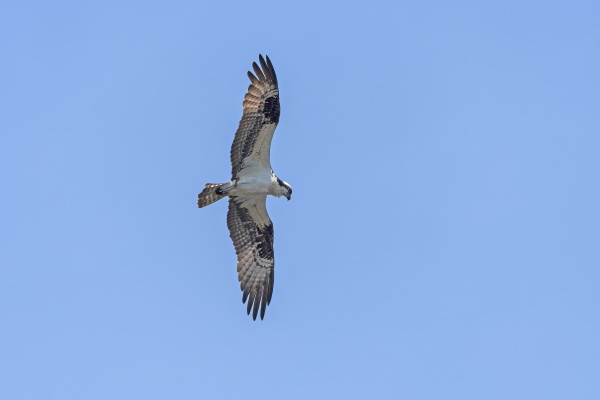osprey circling in search of prey