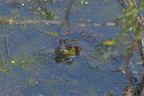 an american bullfrog peeking out ot