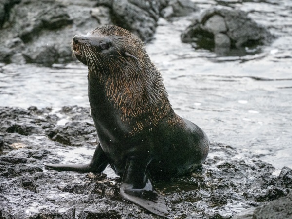 an adult galapagos fur seal