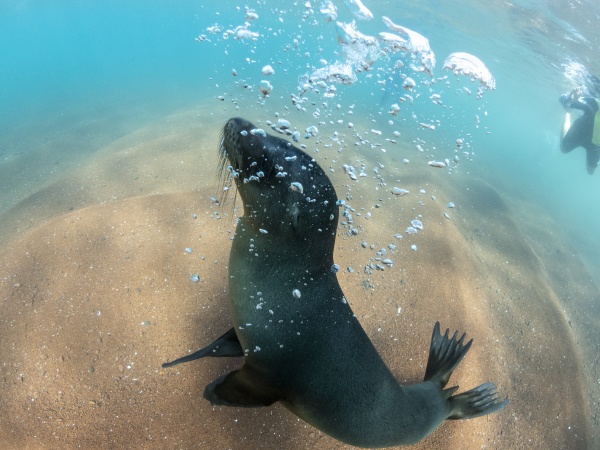 juvenile galapagos sea lion zalophus