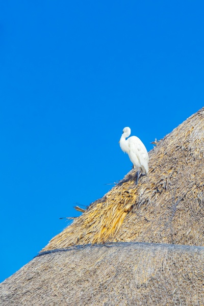 great white egret heron bird blue