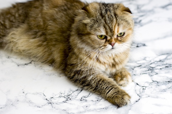 golden fluffy chinchilla cat on marble