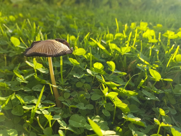 a small mushroom and a green