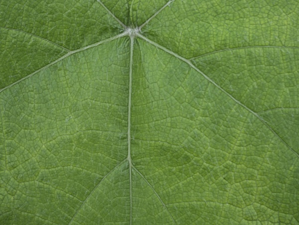 close up of a green leaf