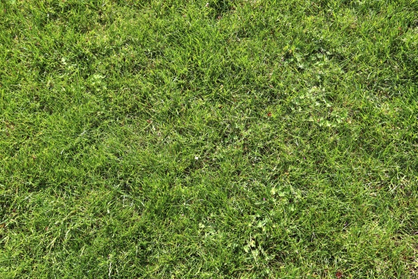 close up surface of green grass