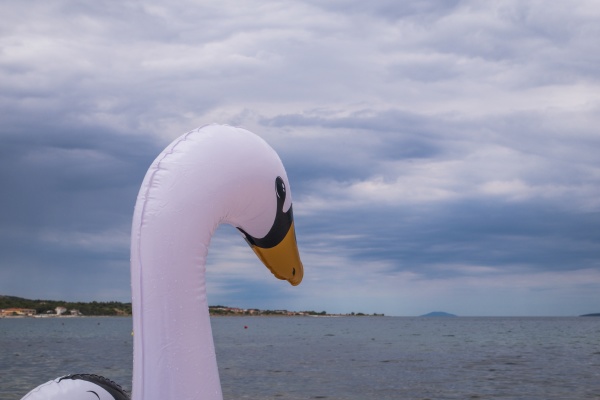 view of an inflated swan on