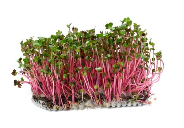 fresh radish sprouts healthy microgreen