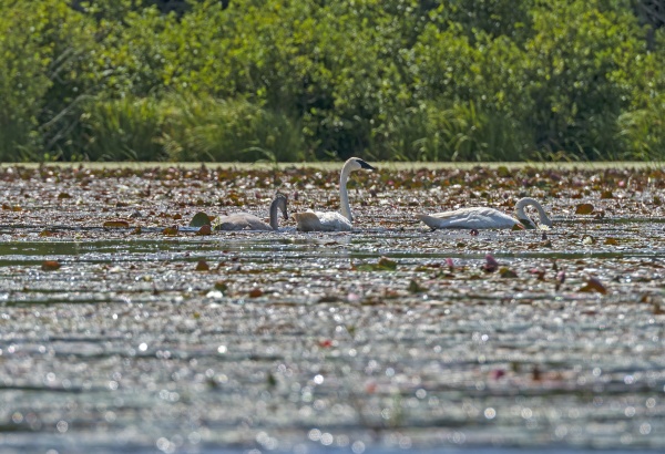 trumpeter swan family feeding in a