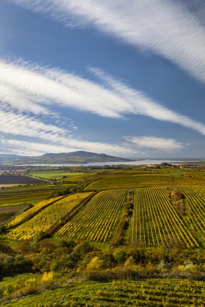 vineyards under palava southern moravia
