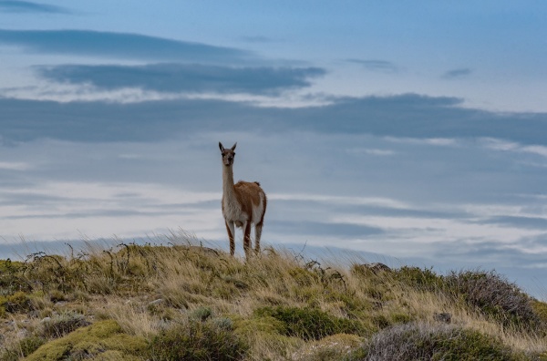 guanaco on a hill in torres