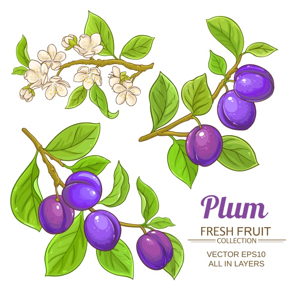 plum branches set