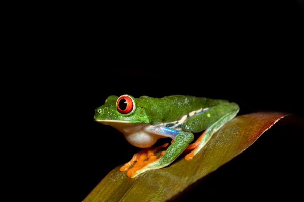 red eyed tree frog agalychnis
