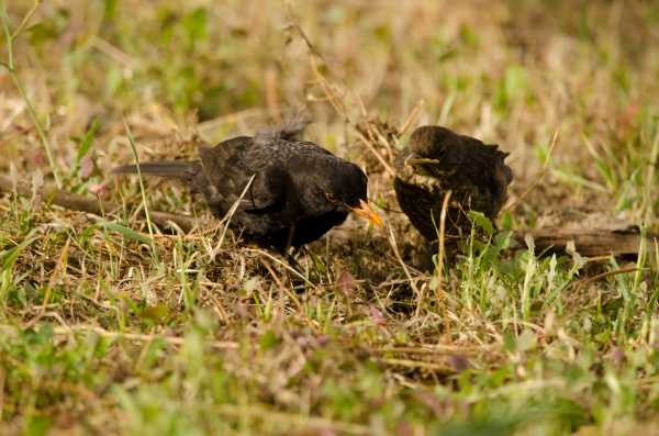 common blackbirds turdus merula cabrerae