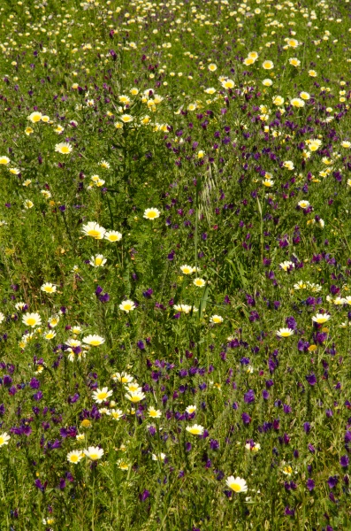 field of garland chrysanthemum and purple