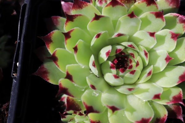 closeup view of hens and chicks